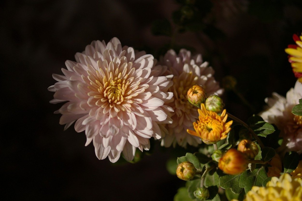 Хризантема Камелия