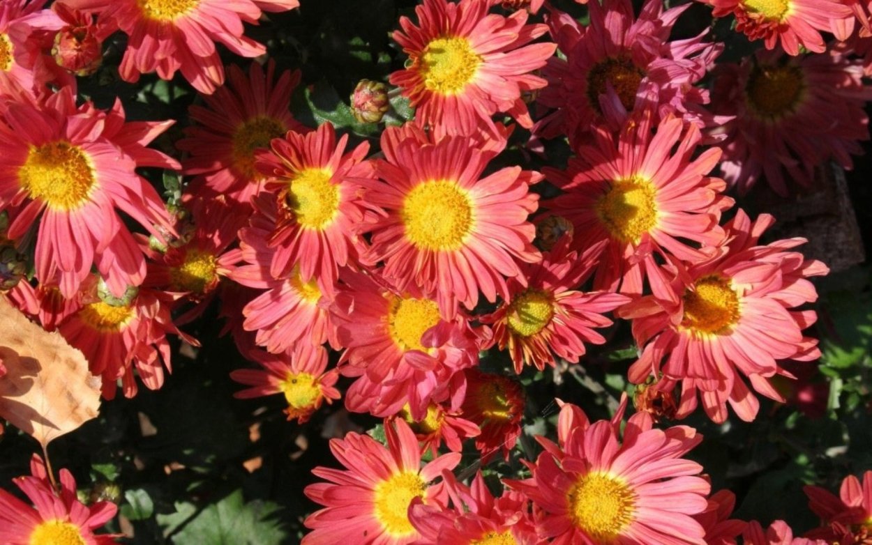 Хризантема Гранд оранж