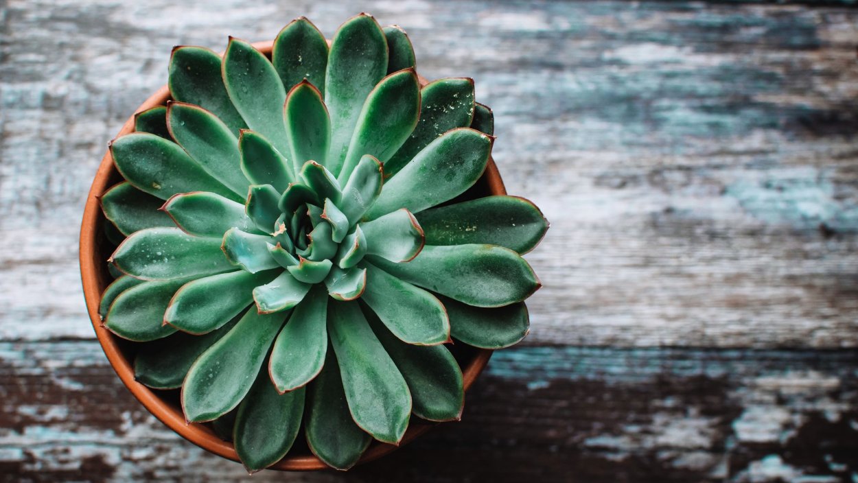Суккулент эхеверия Echeveria