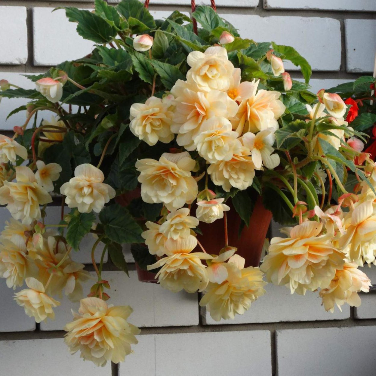 Бегония Клеопатра размнод