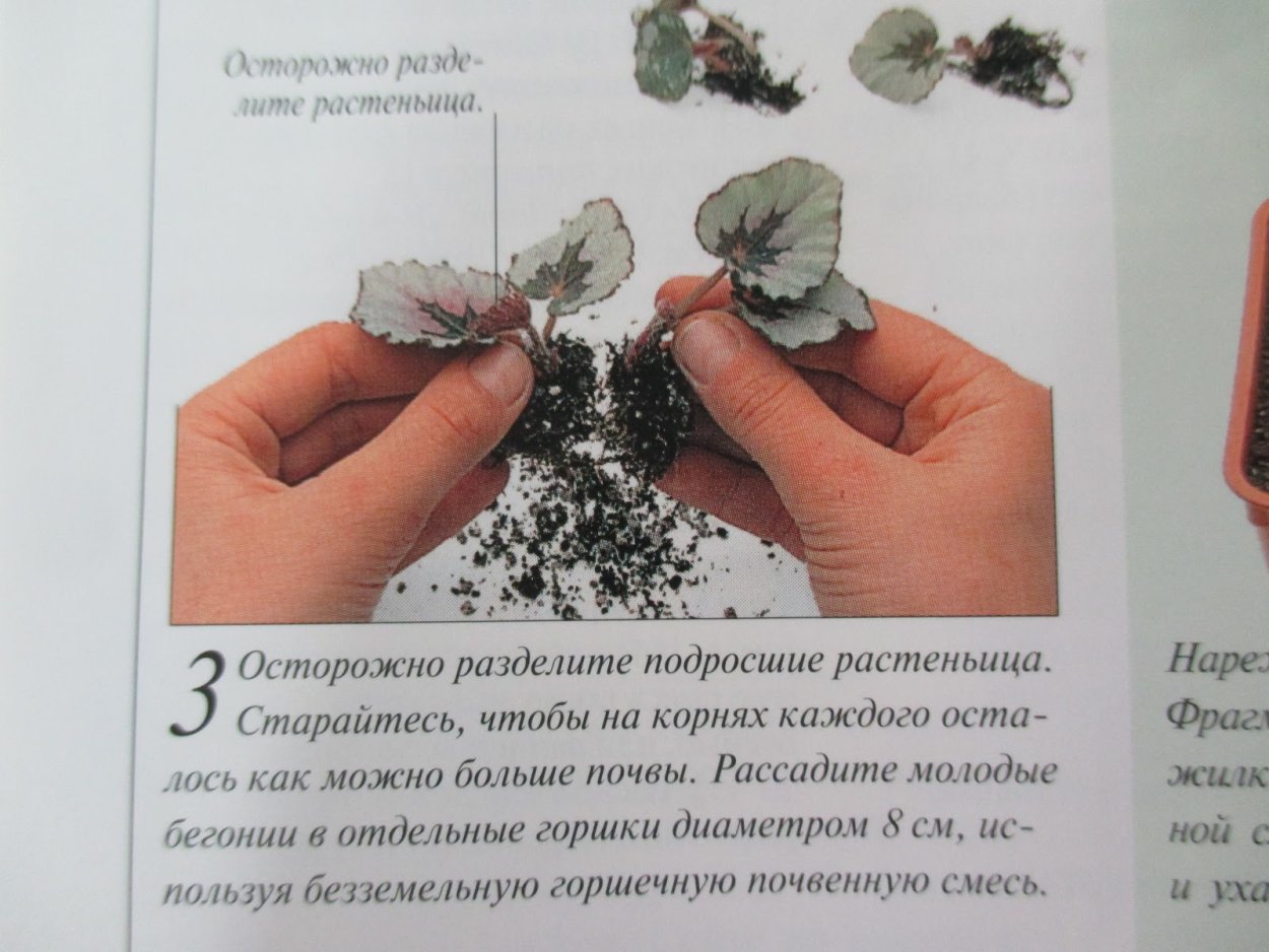 Бегония Королевская отростки