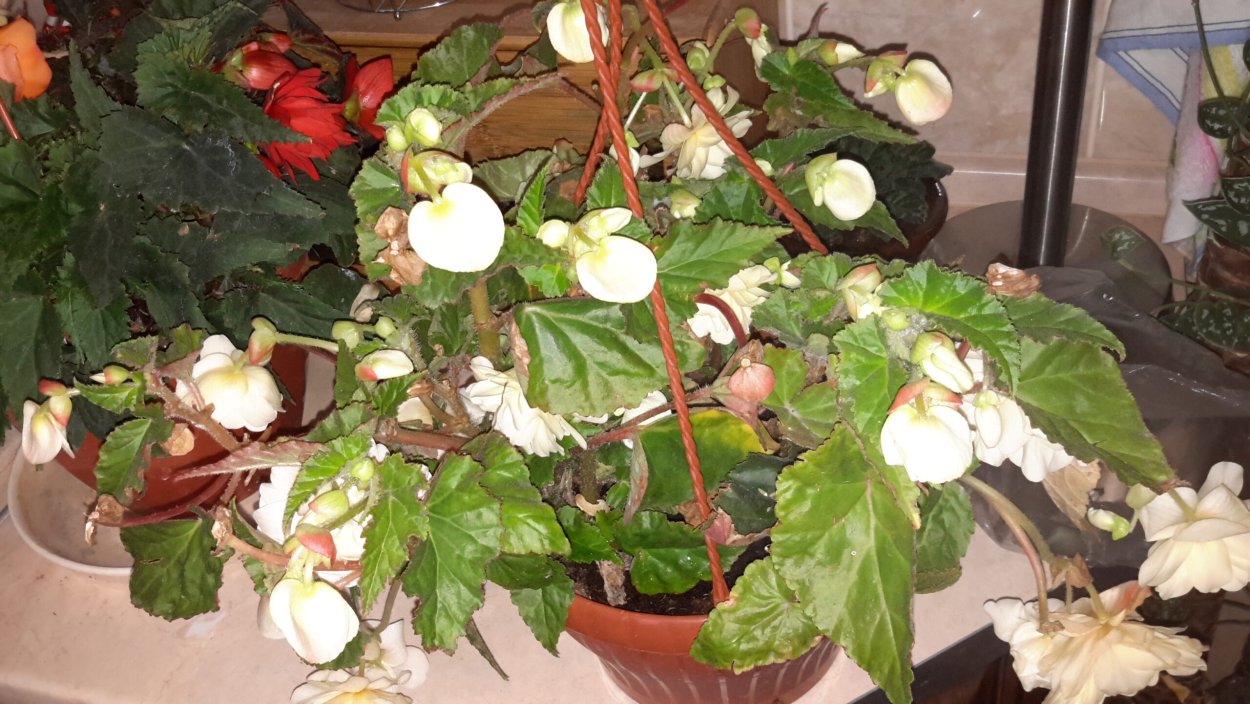 Цветок бегония рекс