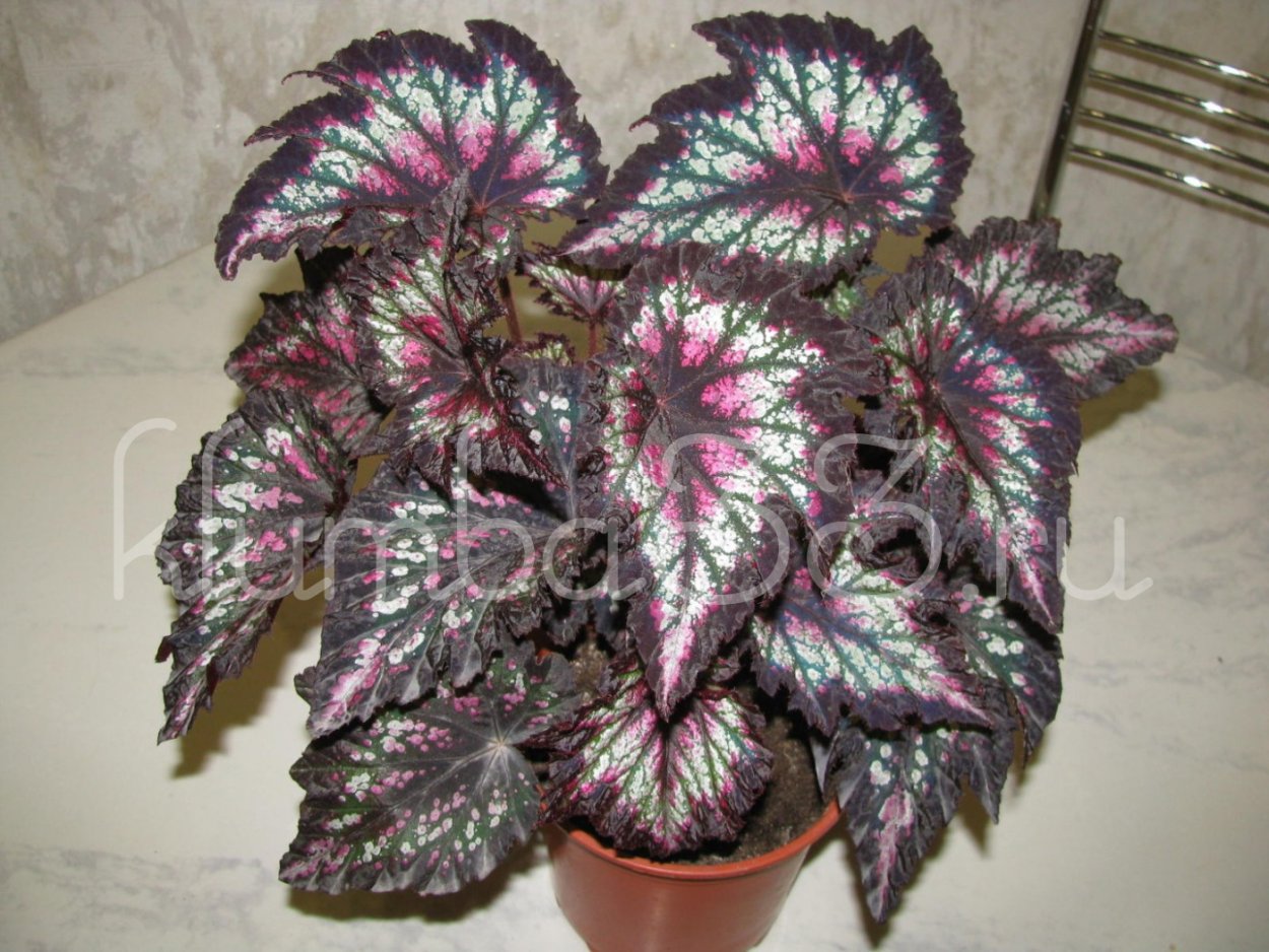 Бегония Иллюминейшн белая