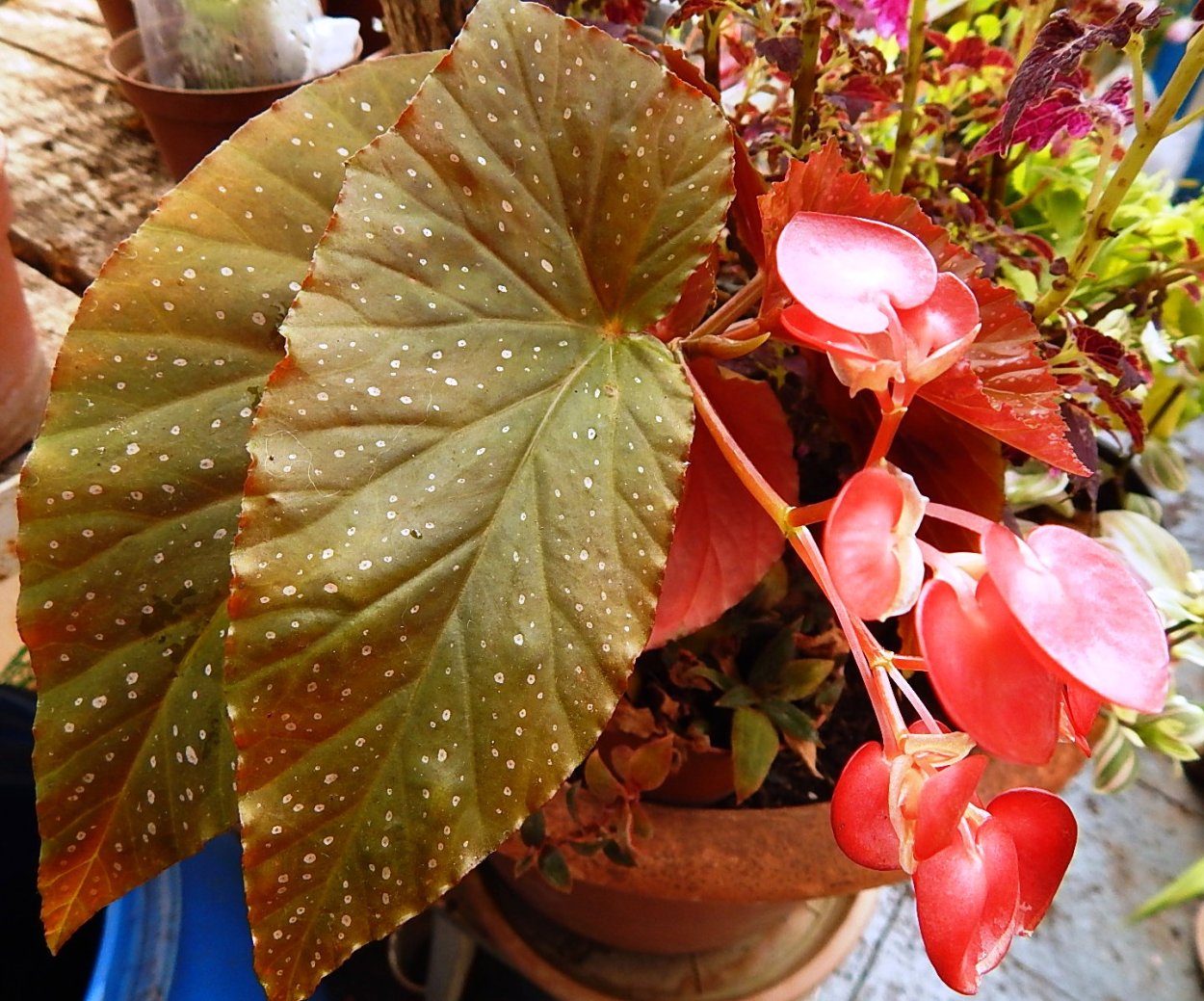 Пересаживание бегония