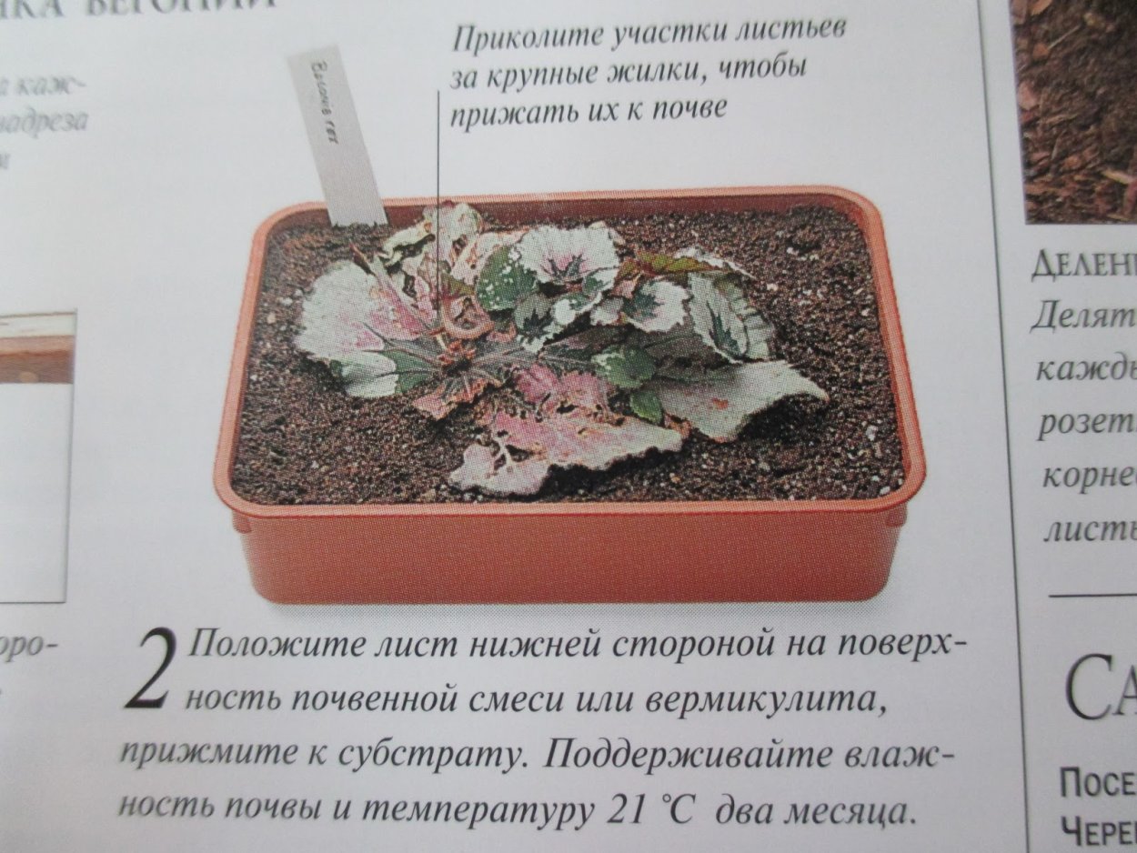 Узамбарская фиалка размножение