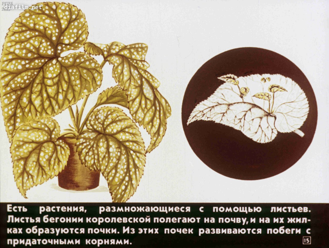 Бегония черешковая