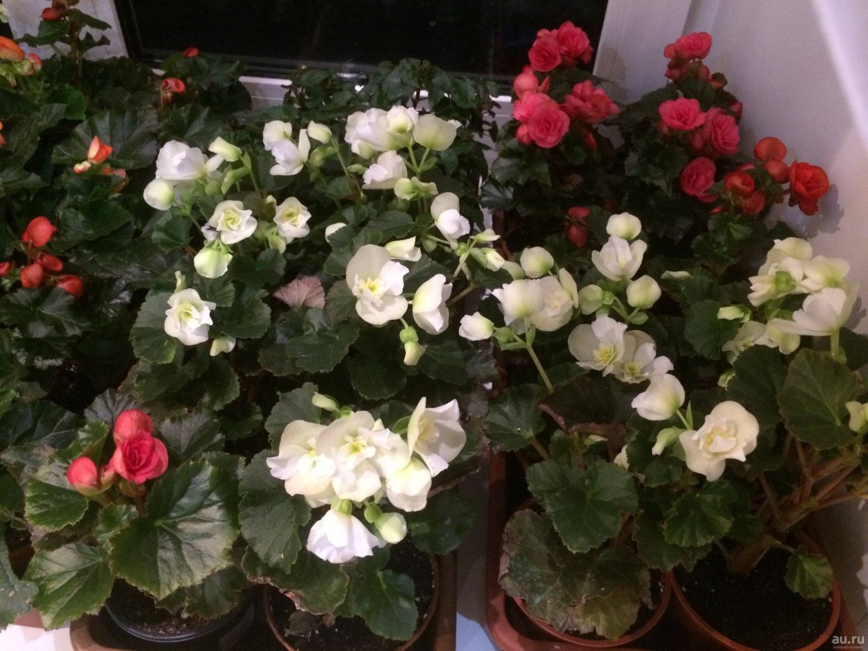 Лиатрис клубни луковичные