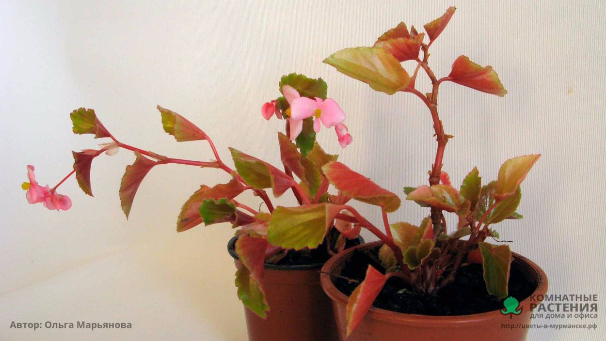 Бегония фулгурата