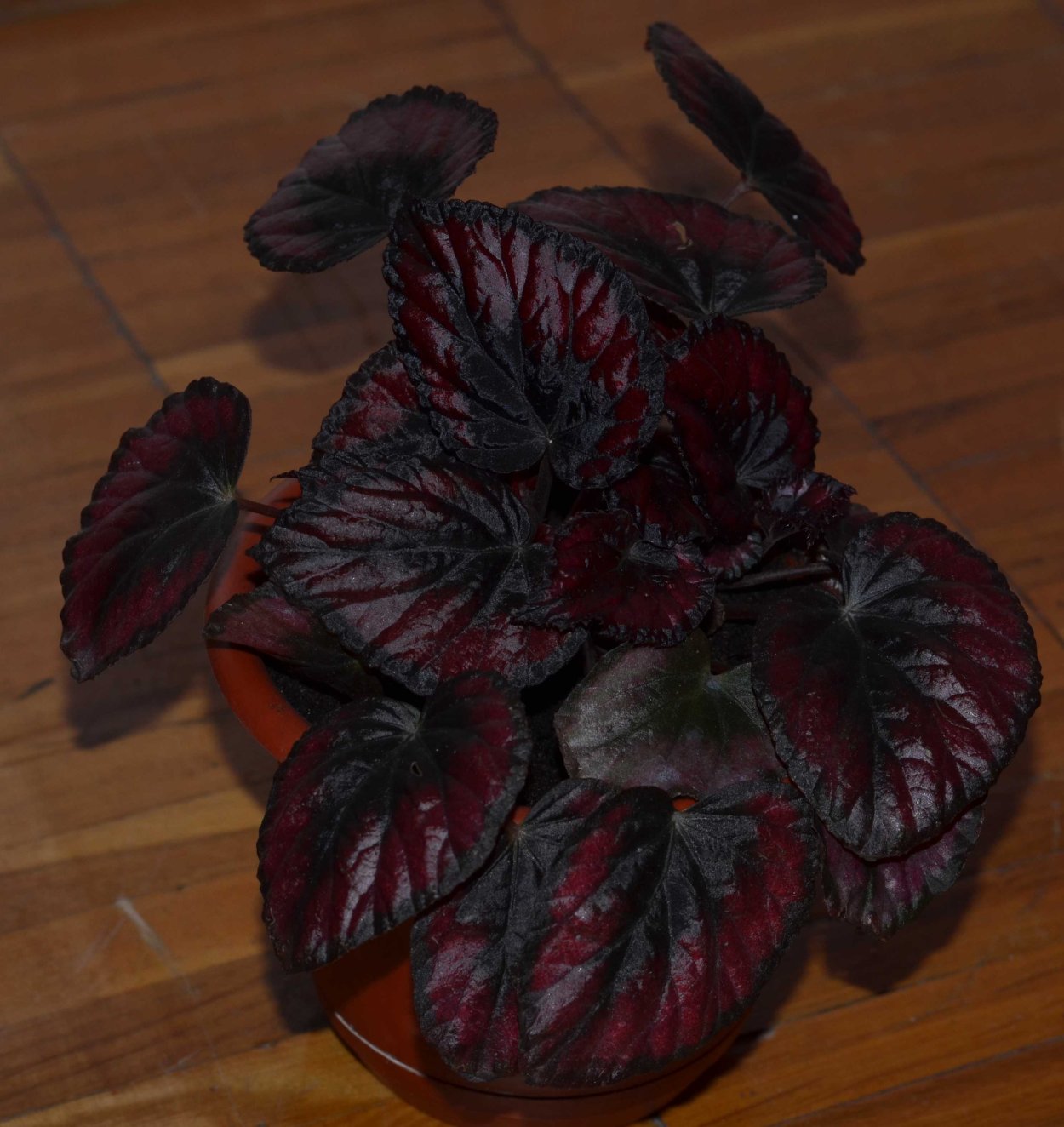 Цикламен, глоксиния