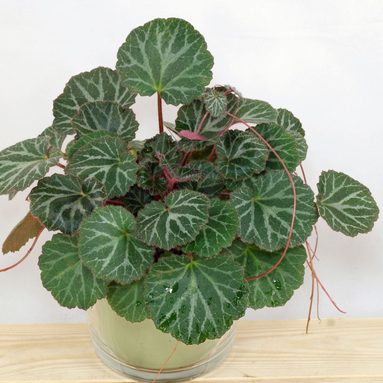 Бегония DS Дольче Вита