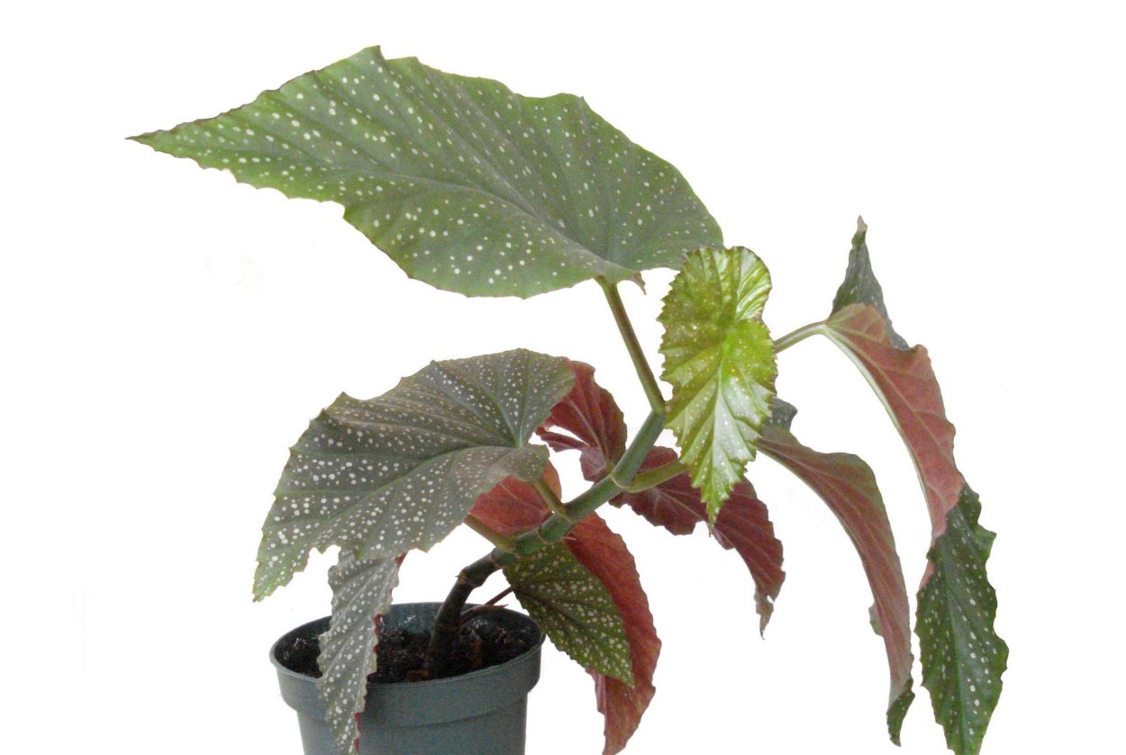 Бегония Red Kiss