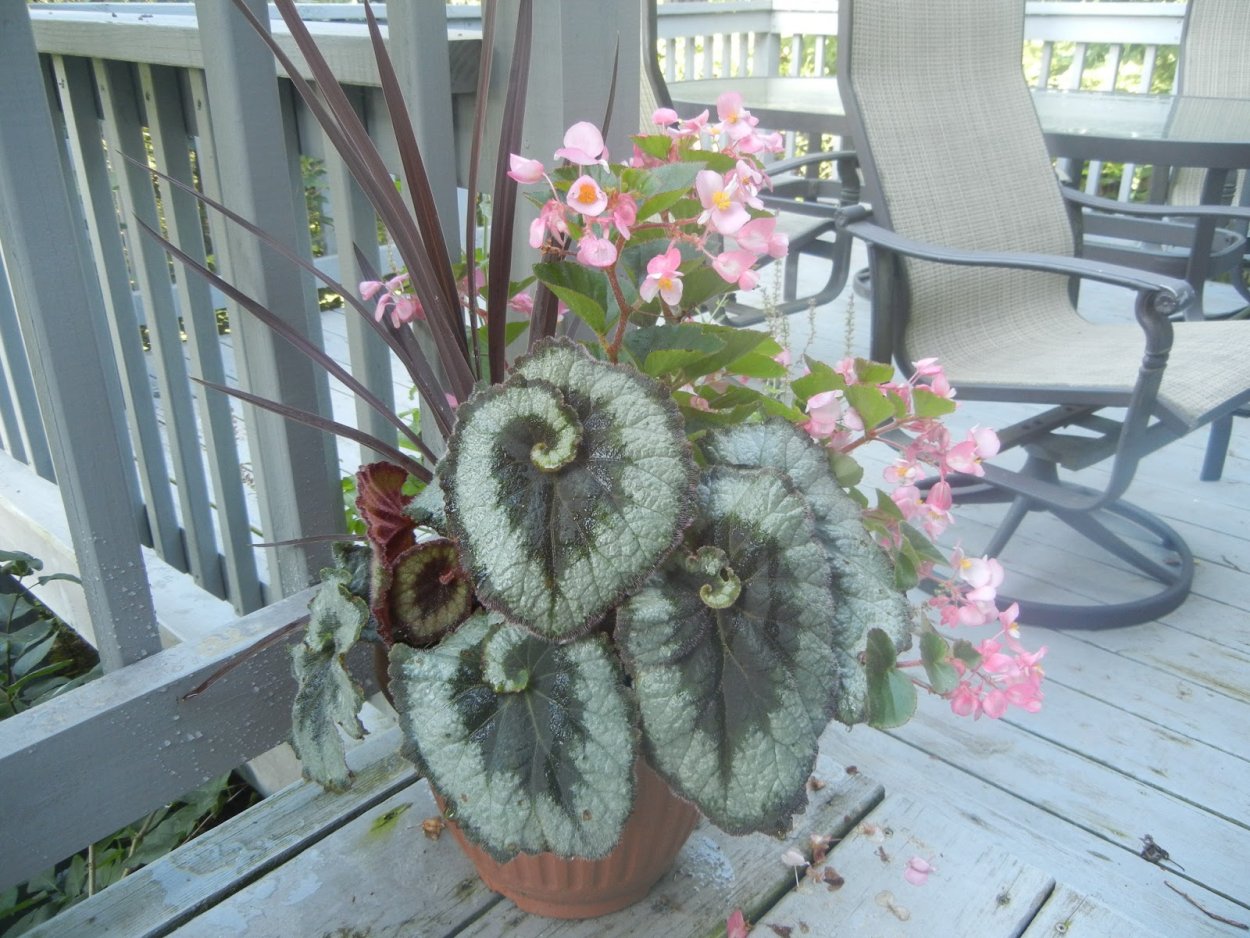 Камнеломка саксифрага плетеносная