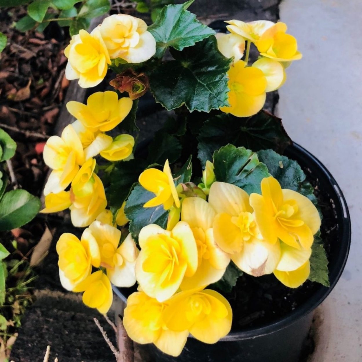 Отросток бегония Бауэра