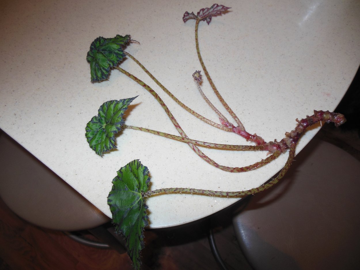 Бегония Мэсона цветы