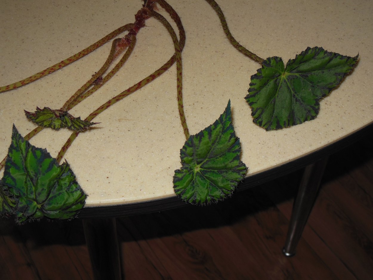 Бегония рекс в горшке