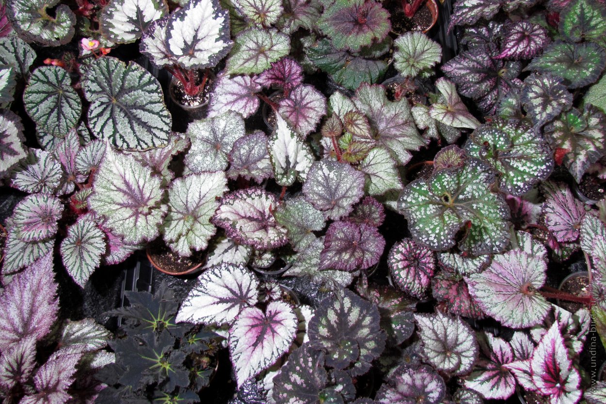 Цветок бегония