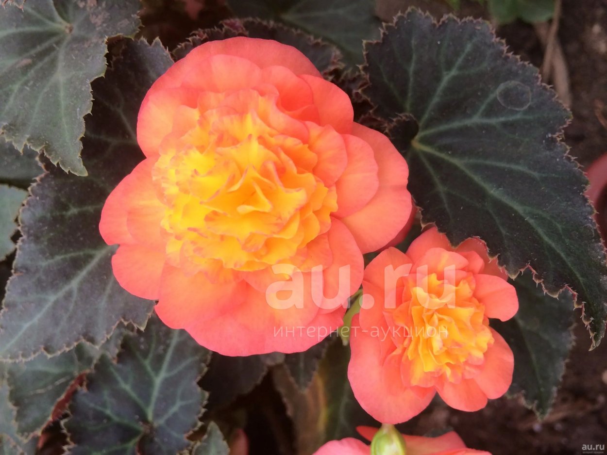 Диметрис бегонии