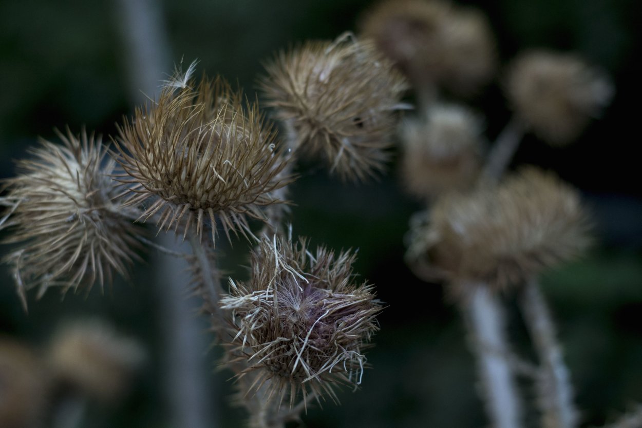 Одуванчик сорняк