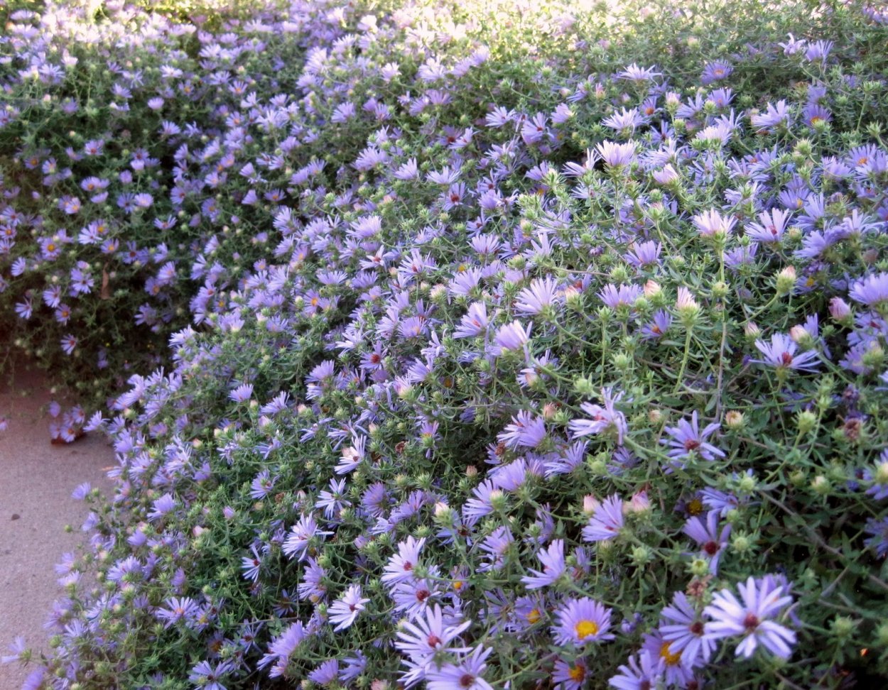 Многолистник Луговой