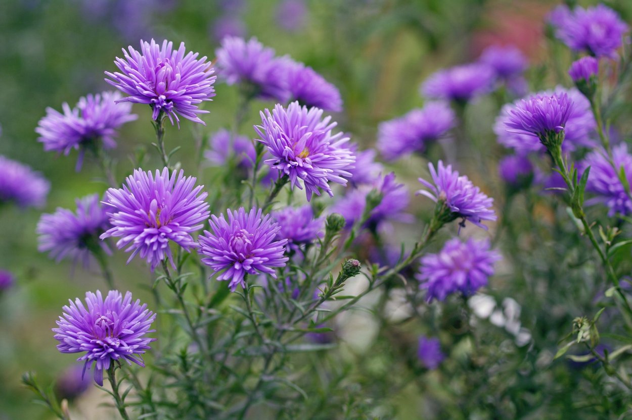 Thistle вектор