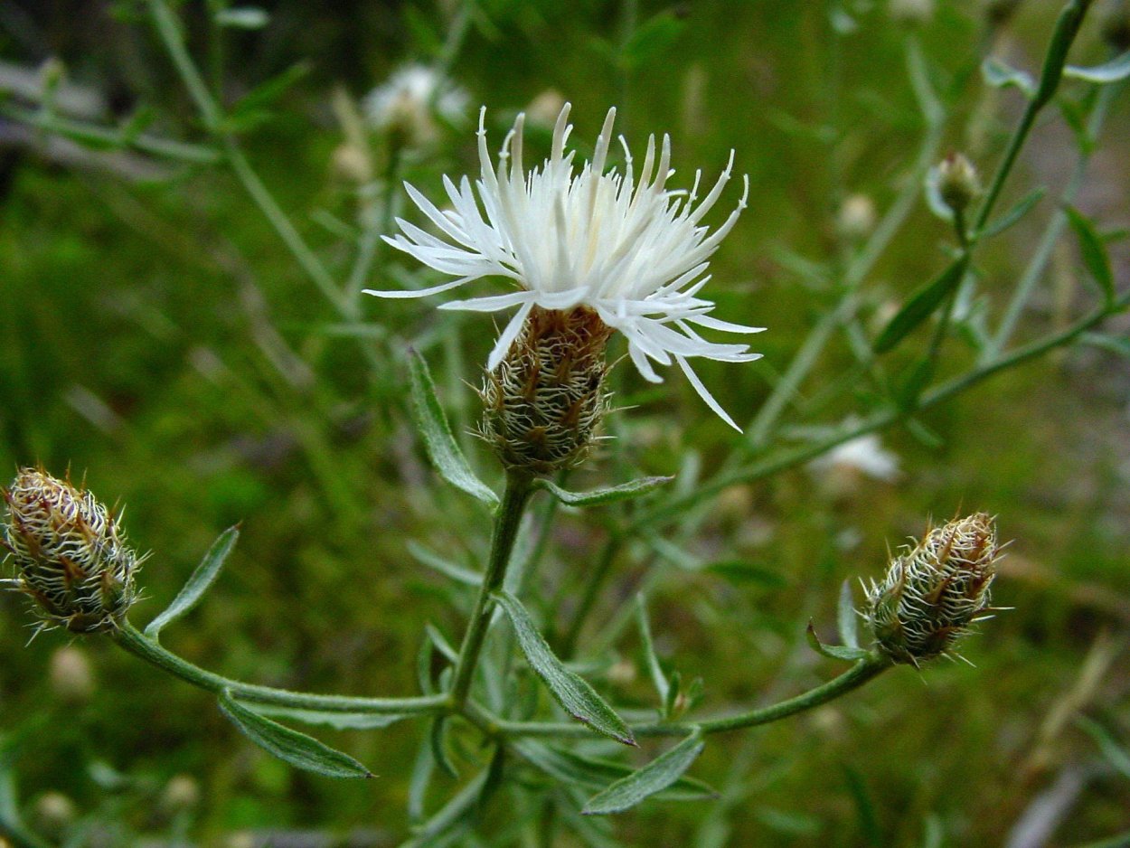 Taraxacum officinale листья