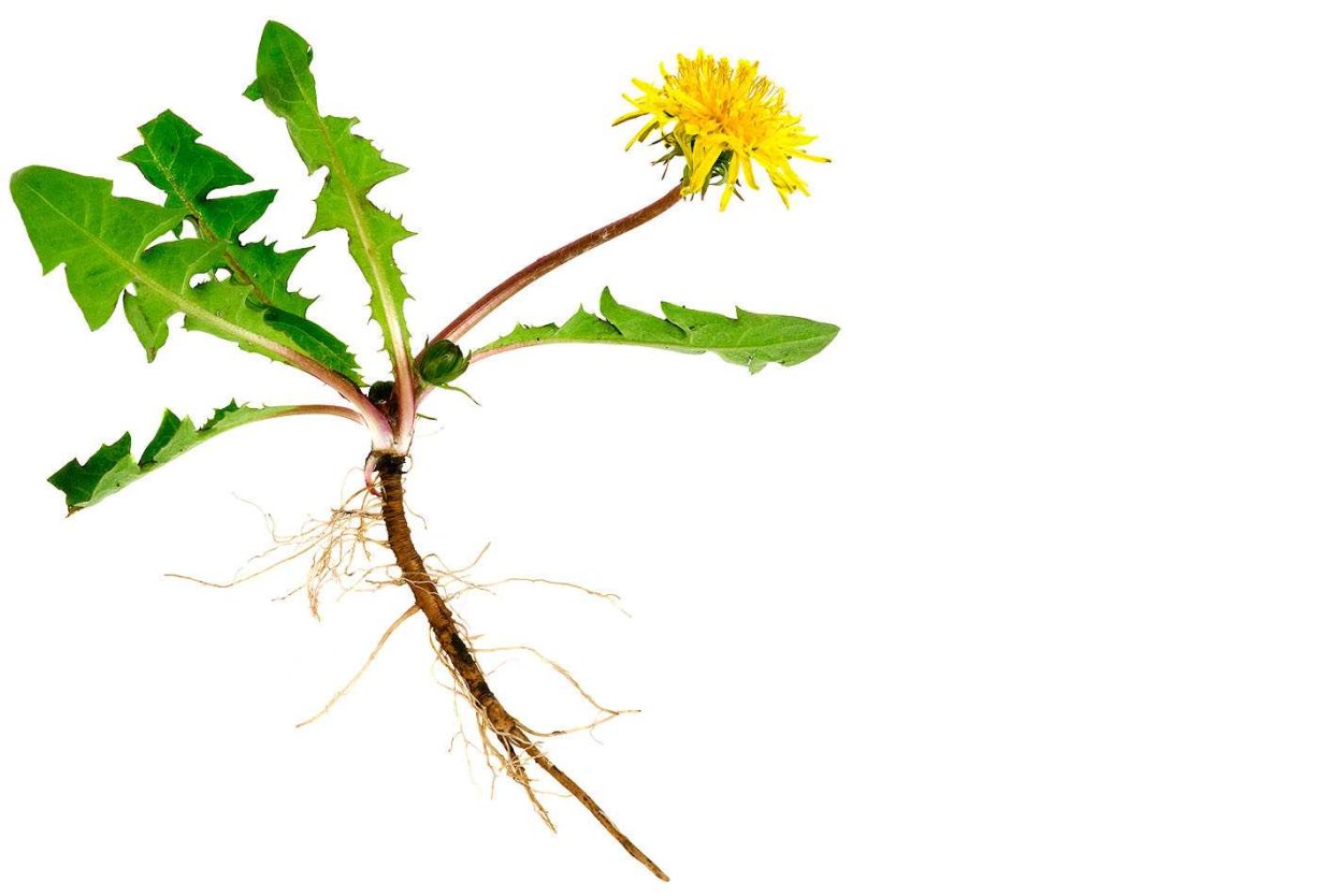 Татарник колючий листья