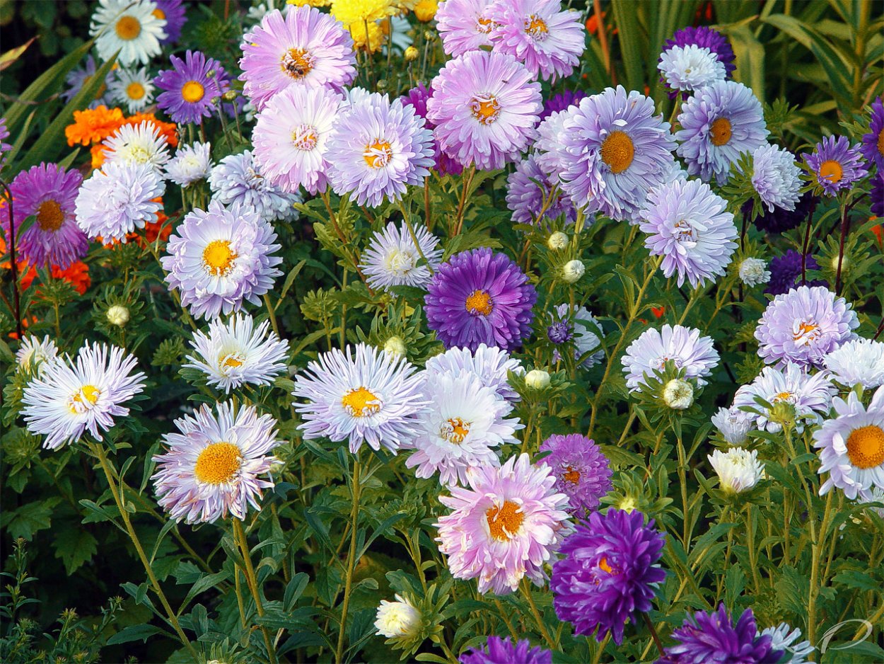 Растения рисунки карандашом легкие