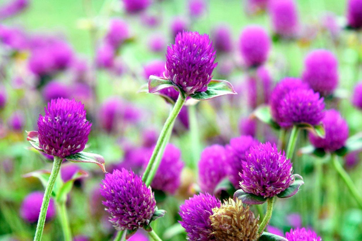 Татарник чертополох