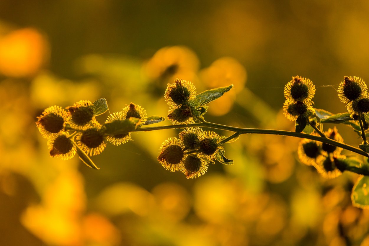 Молочай ползучий