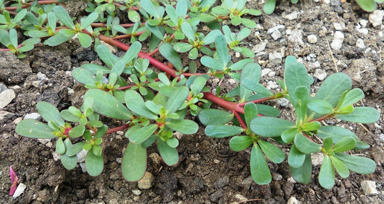 Сорняк ползучий Горец птичий