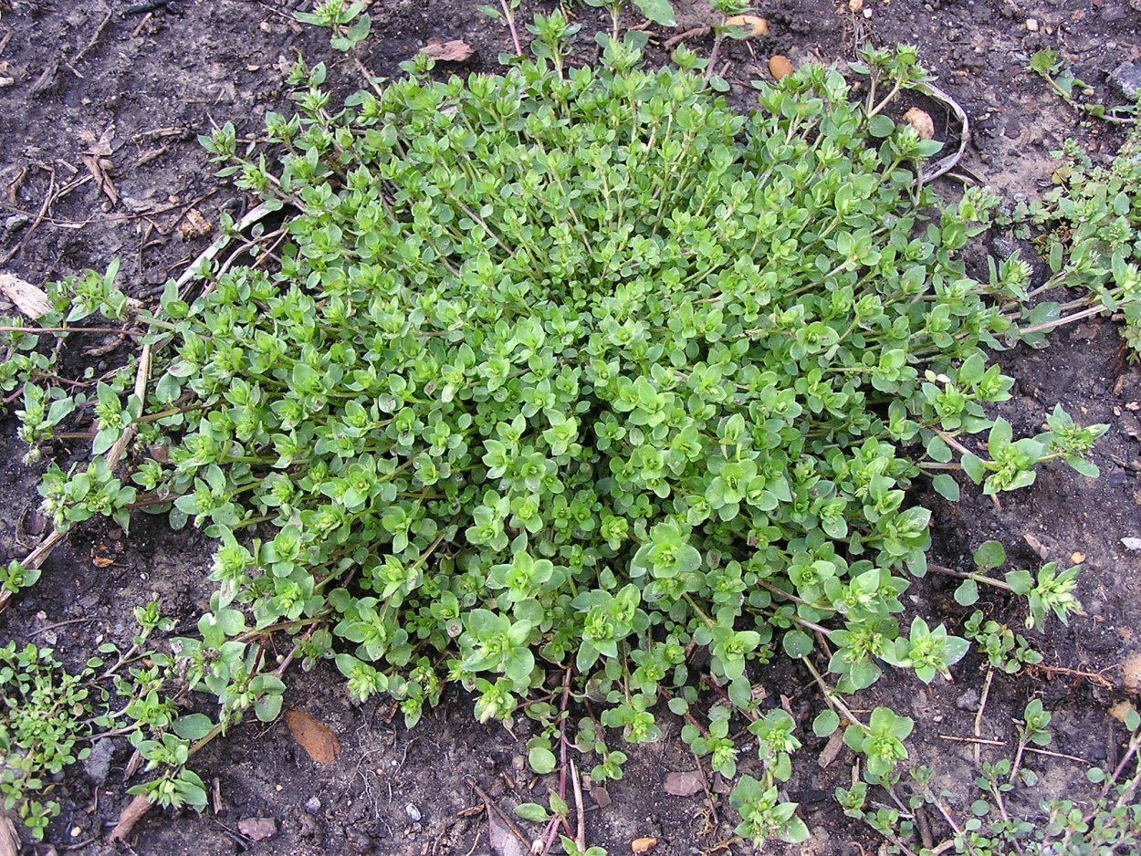 Лебеда (Atriplex)