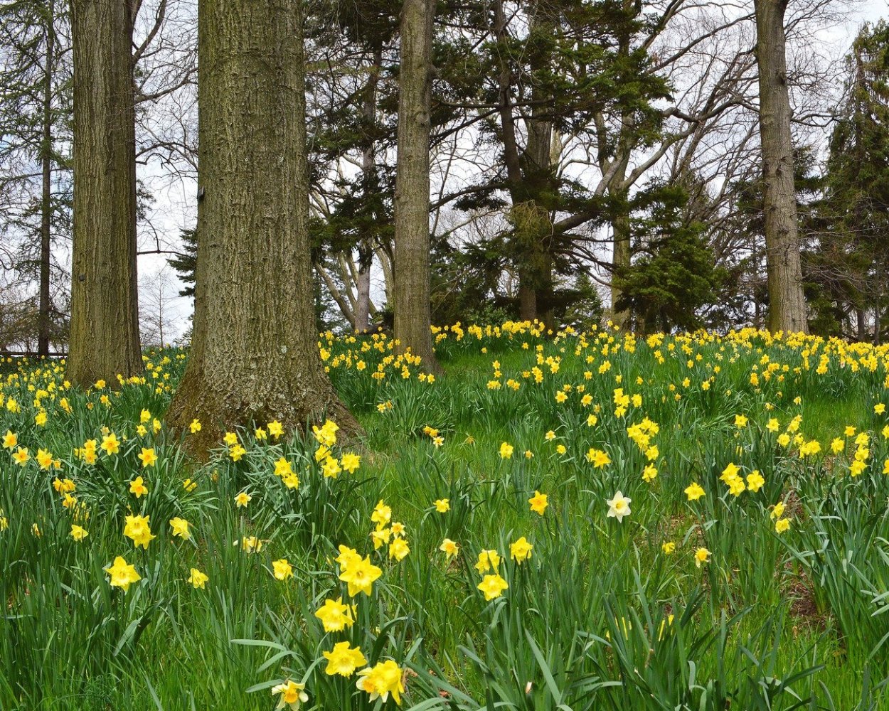 Весенняя Полянка