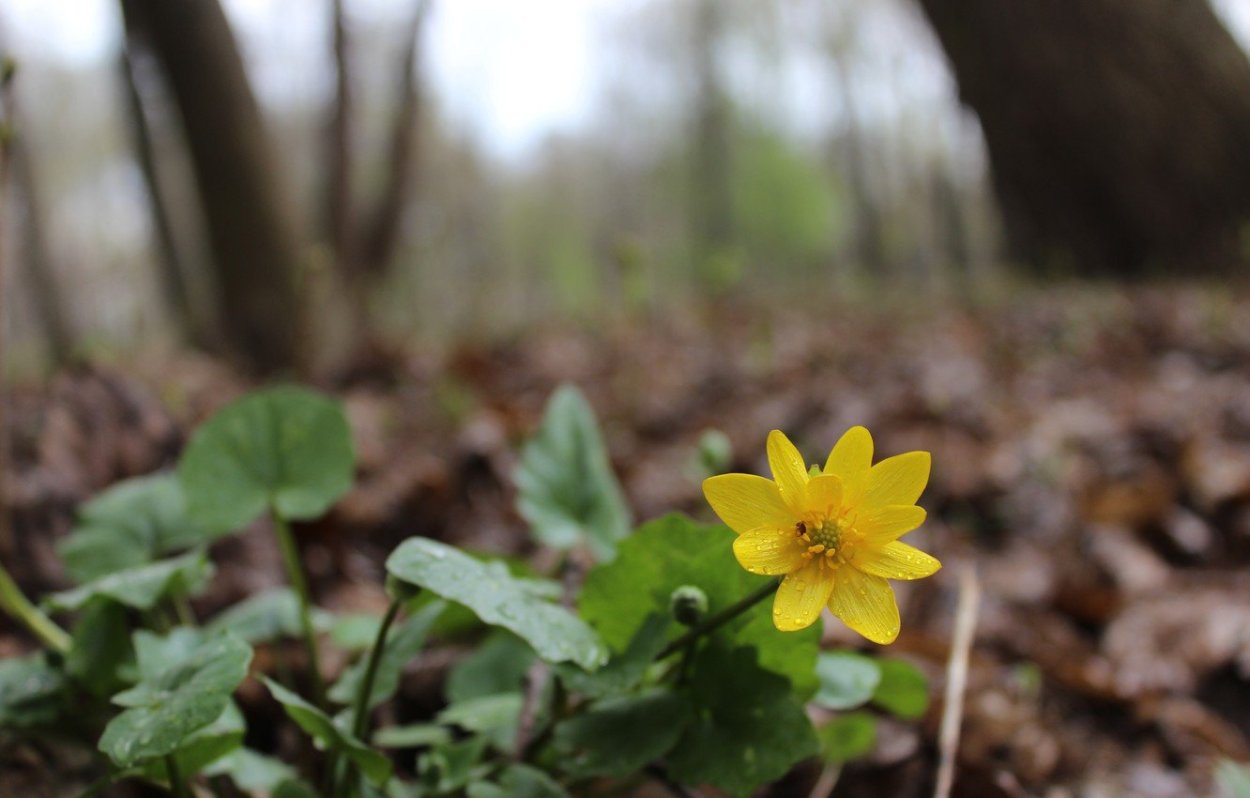 Млокосевича. Дикий, Лесной, жёлтый