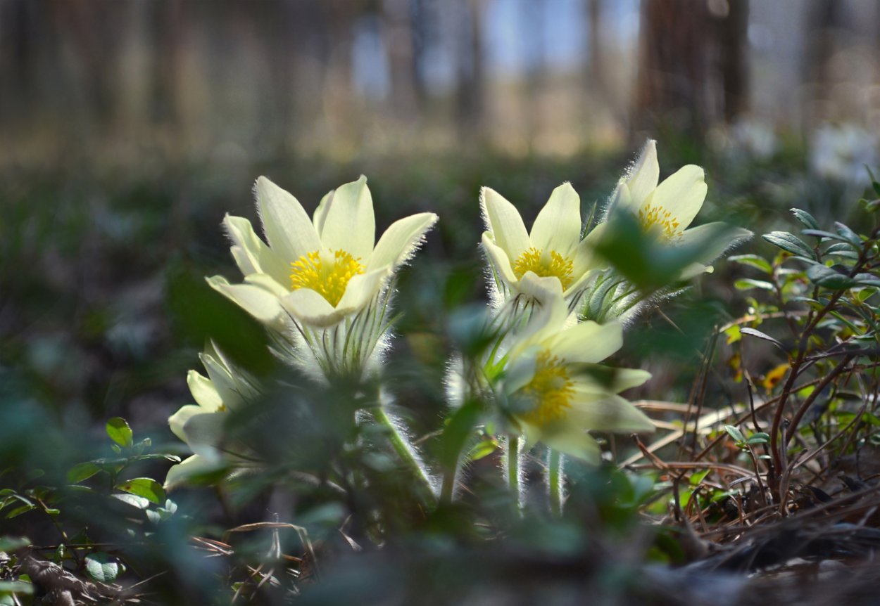 Подснежник Сибирский прострел