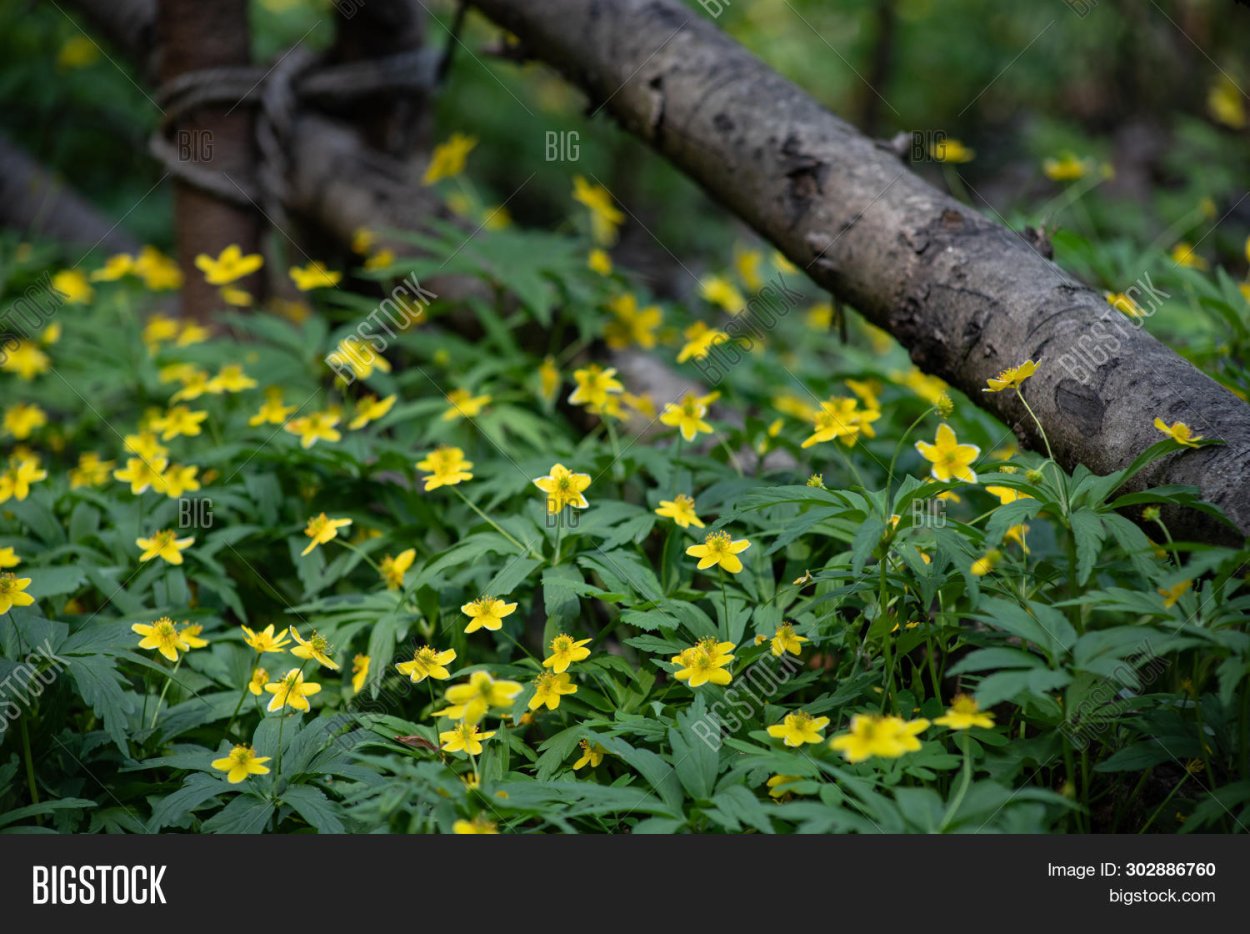 Мелкие желтые Лесные цветы