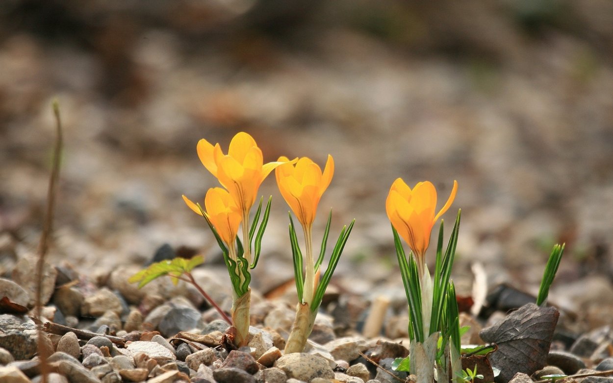 Подснежники эдельвейсы