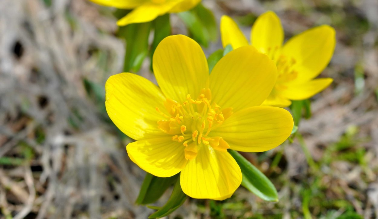 Winterling цветок