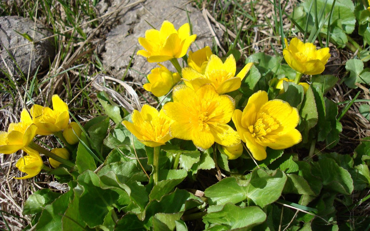 Калужница Болотная