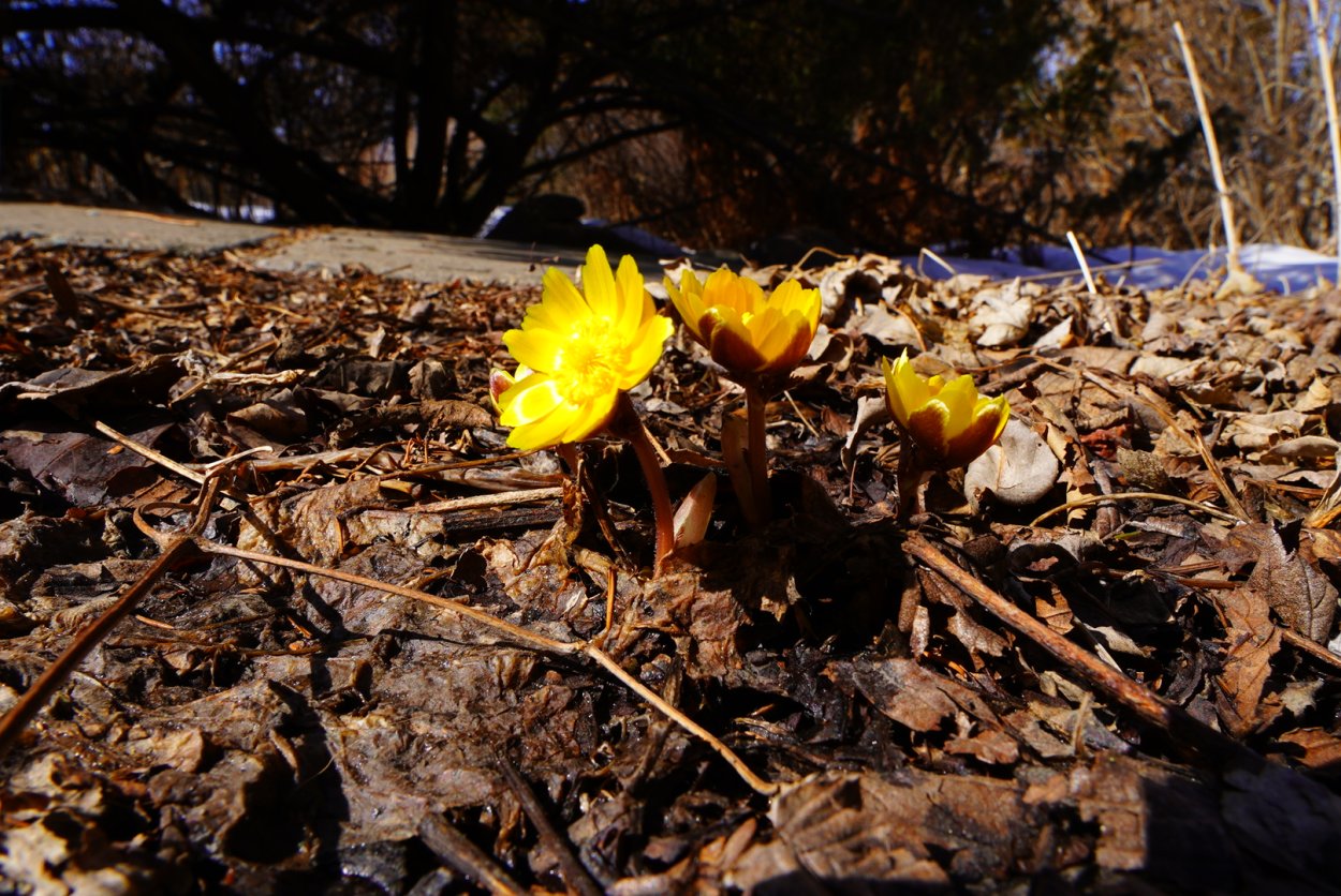 Подснежник желтый Приморский
