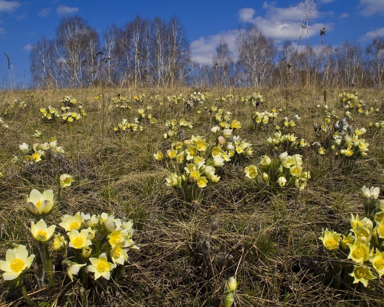 Поляна ПРОСТРЕЛОВ