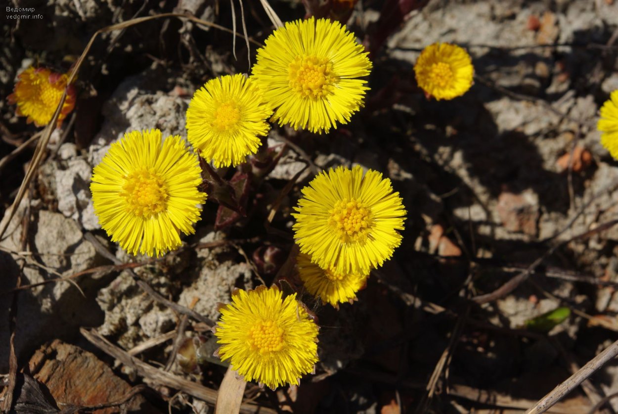 Весенние цветы мать и мачеха