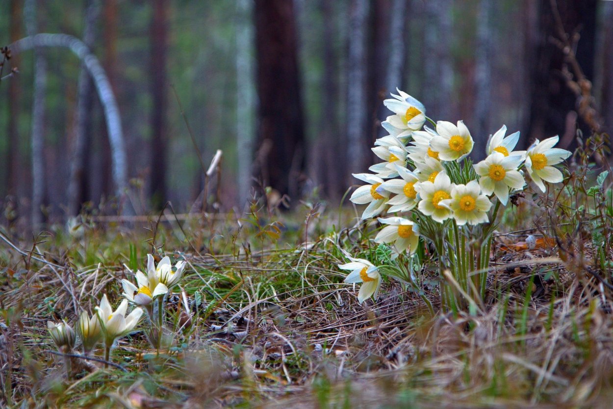 Цветы подснежники Сибирские