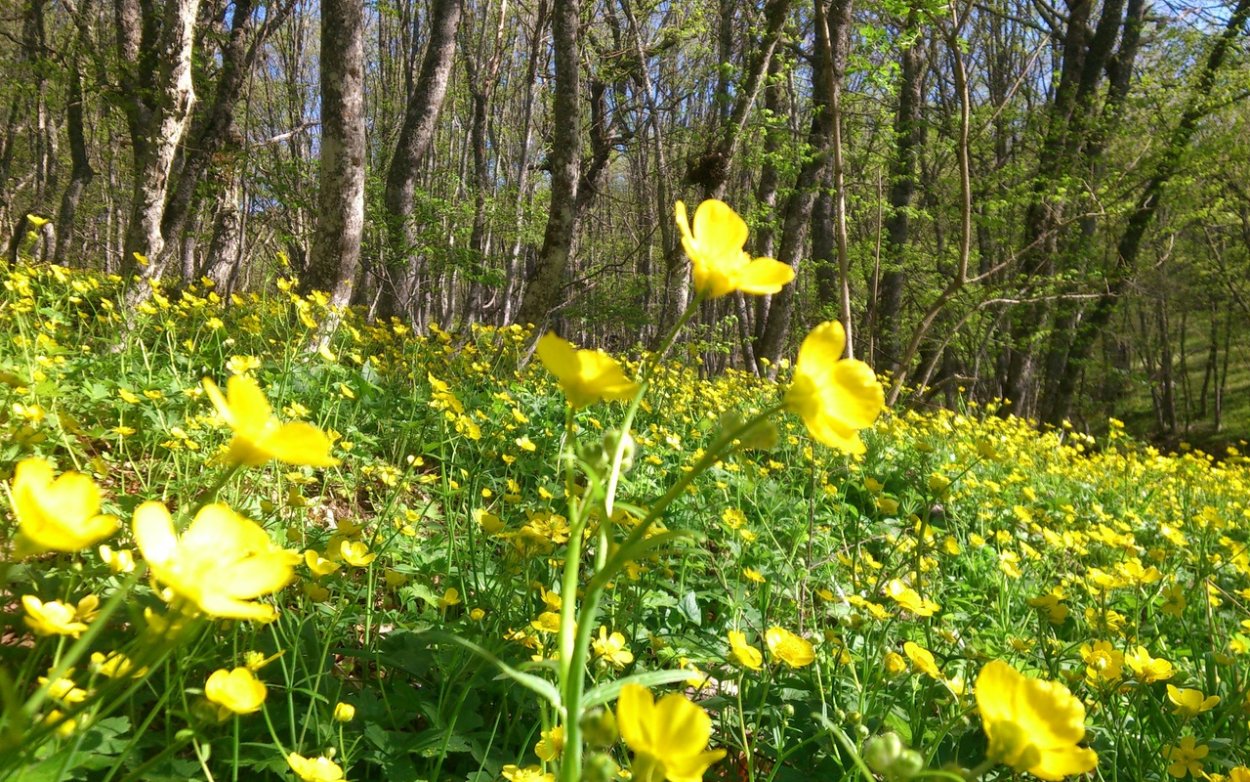 Крымские Лесные жёлтые вессенние цветы