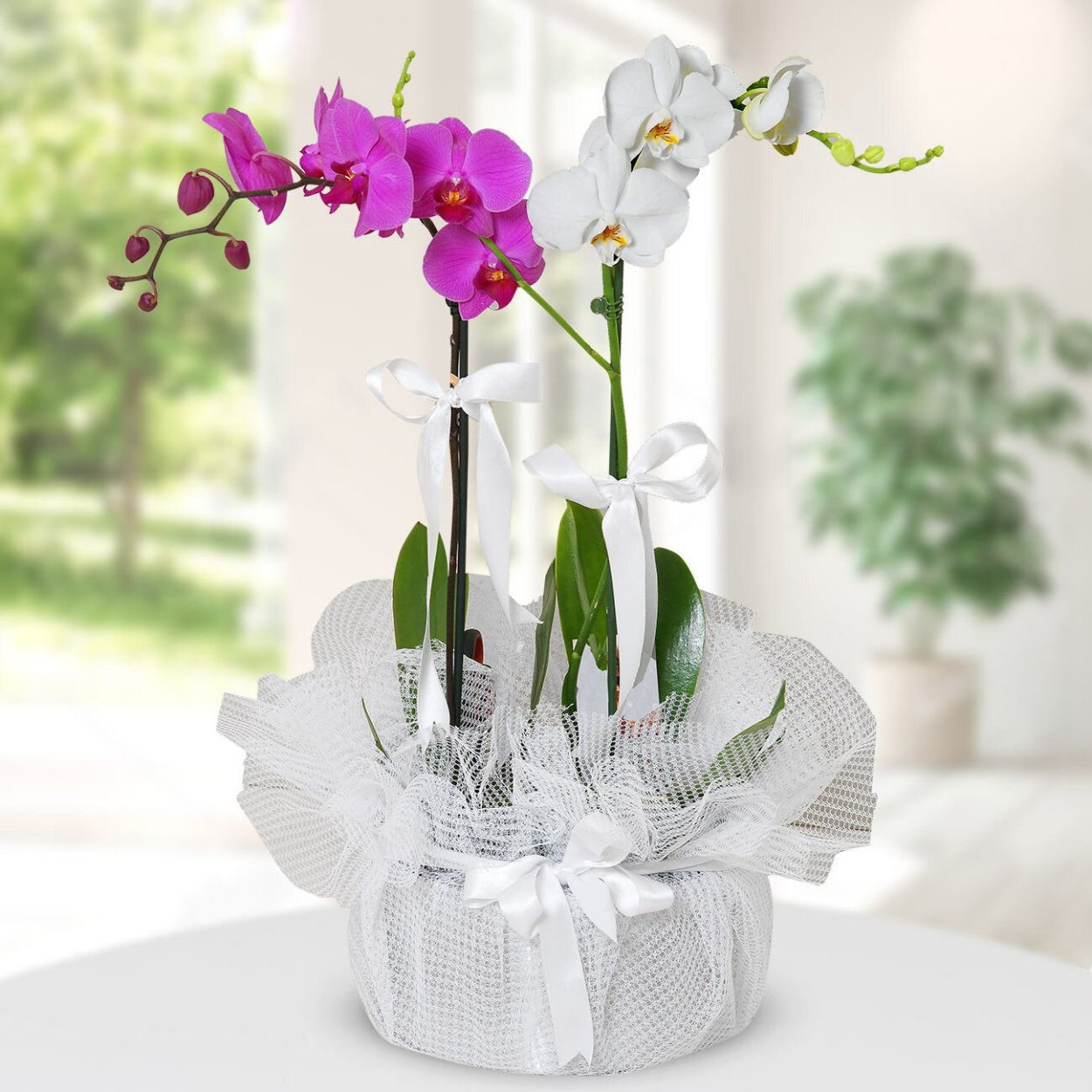 Орхидея на стене