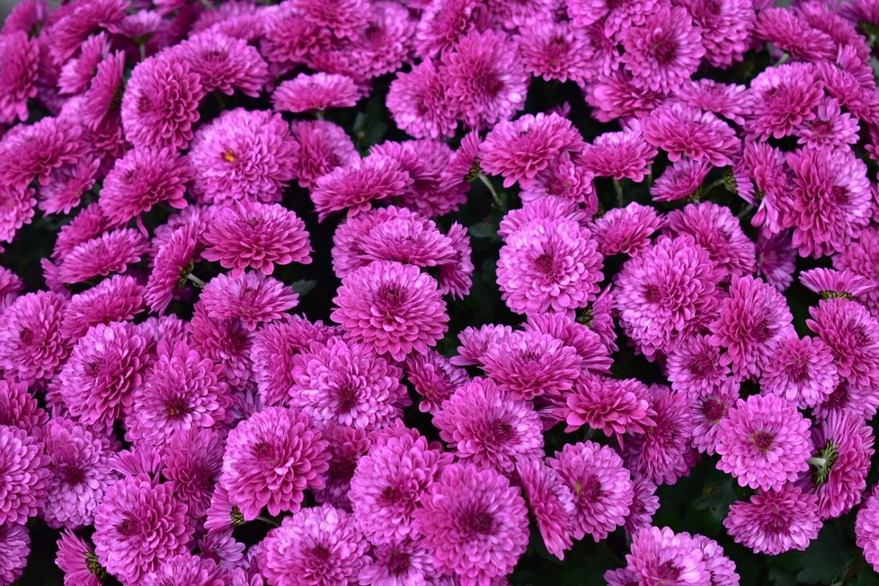 Дубки цветы бордовые