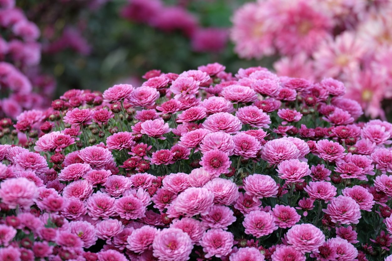 Хризантема Молфетта Пинк