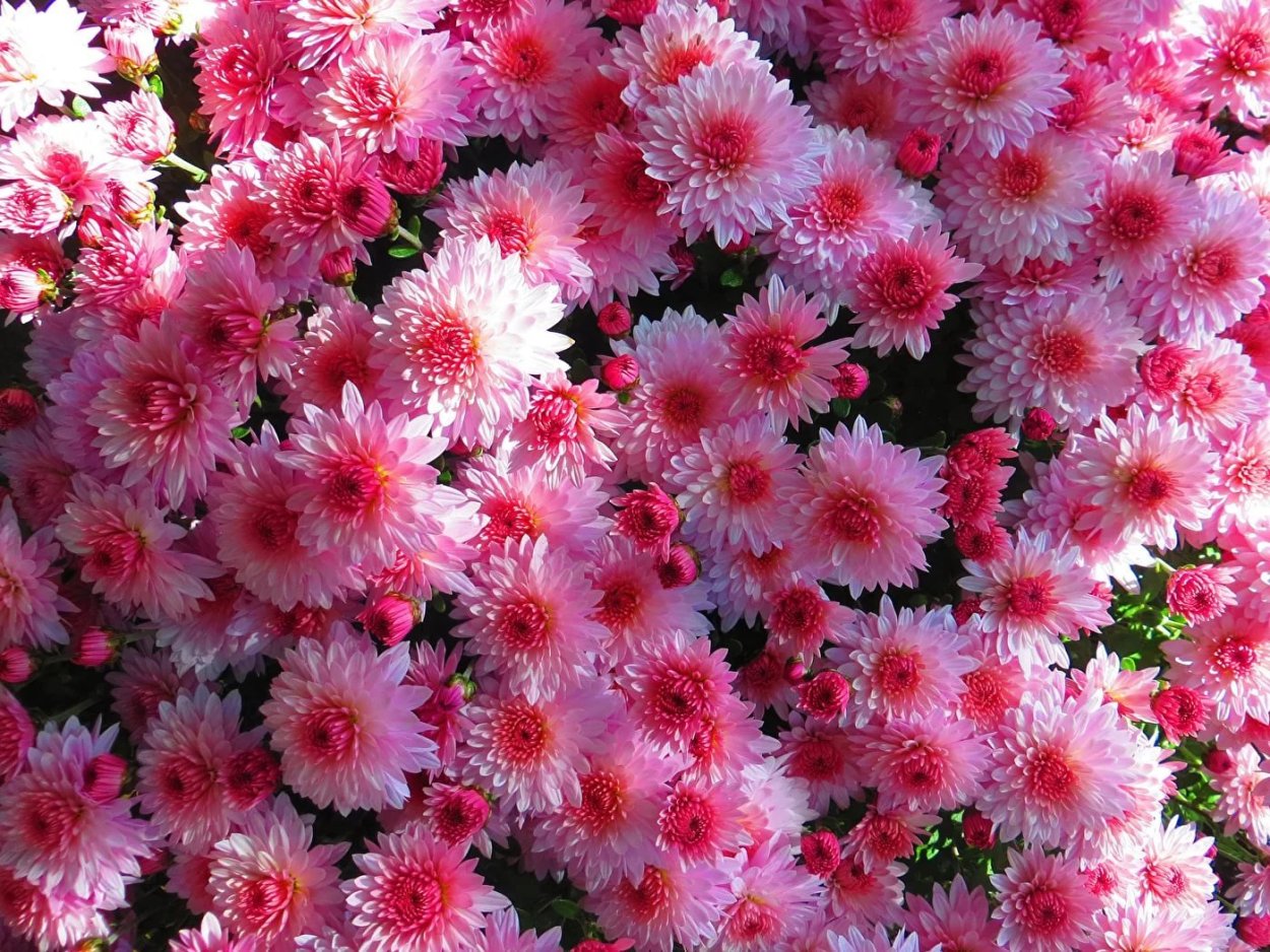 Хризантема Allouise Pink