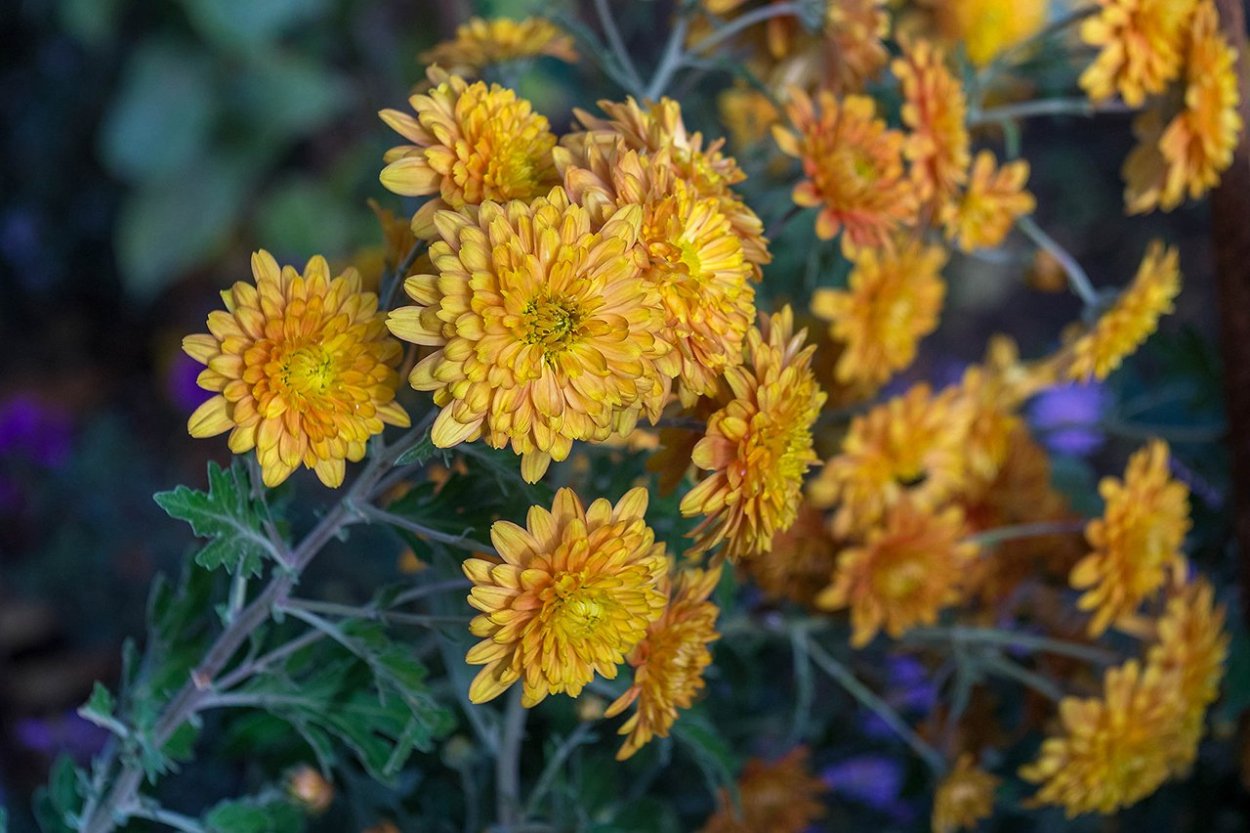 Дубочки цветы