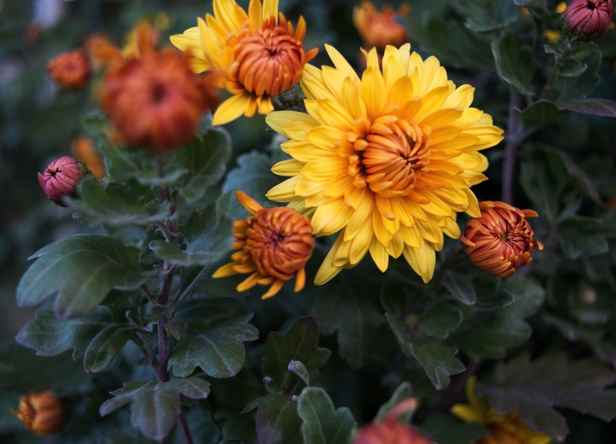 Осенние дубочки цветы