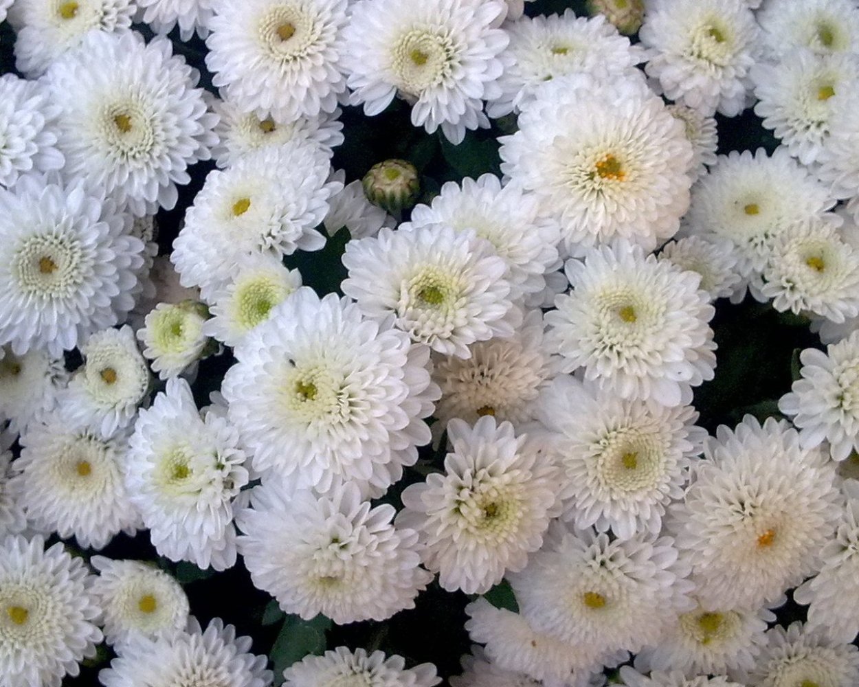 Хризантема мультифлора белая Ромашка